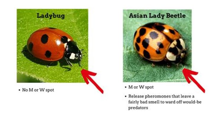 Are ladybugs friendly?