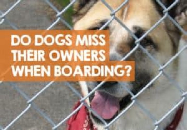 Do dogs miss owners?