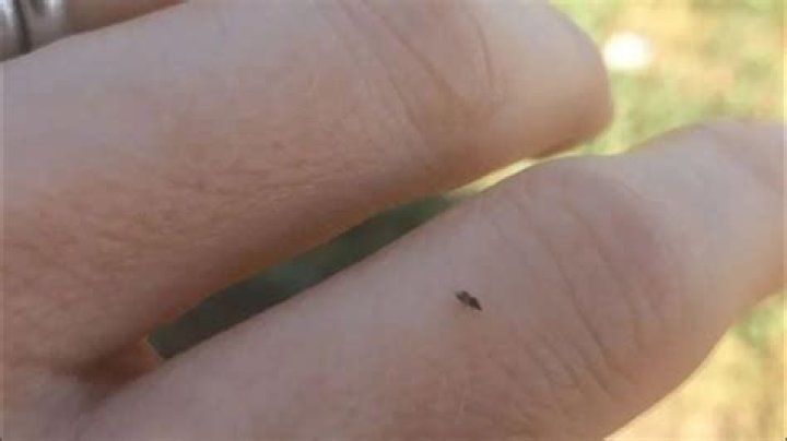 What are the tiny black bugs that are biting me?